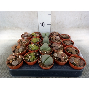 Lithops spp.