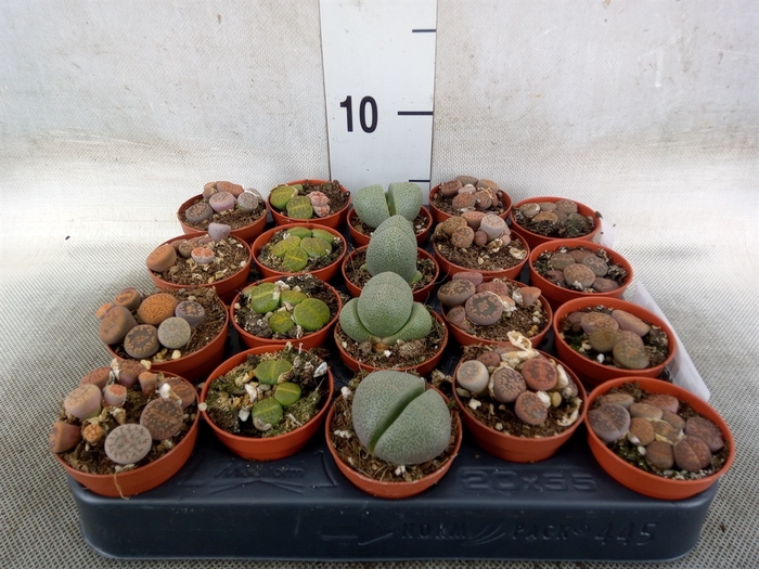 <h4>Lithops spp.</h4>
