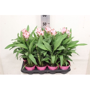 Curcuma Siam Salsa 14 Cm