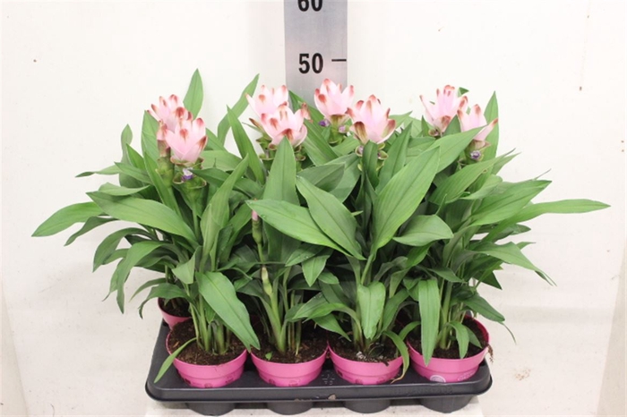 <h4>Curcuma Siam Salsa 14 Cm</h4>