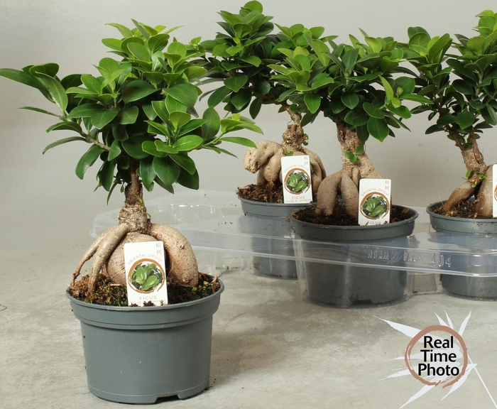 <h4>FIC MI GINSENG</h4>