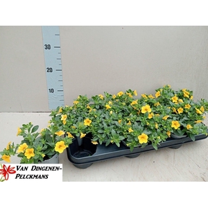 CALIB MINIF YELLOW