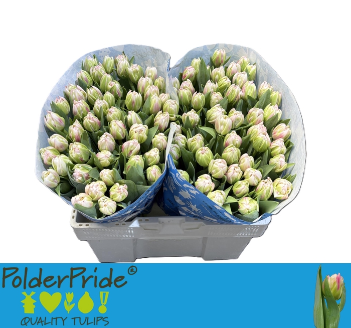 <h4>TU DU PINK SMOOTHIE</h4>