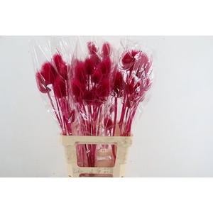 DF Dipsacus Fuchsia Bs 130g