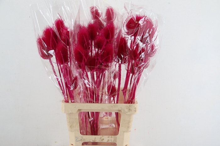 <h4>DF Dipsacus Fuchsia Bs 130g</h4>