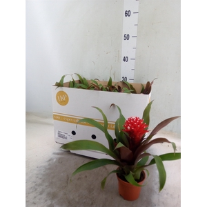 Guzmania  'Priscilla'