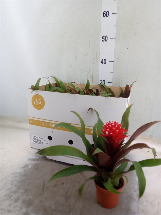 <h4>Guzmania  'Priscilla'</h4>