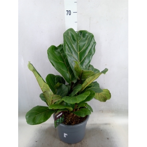 Ficus lyrata