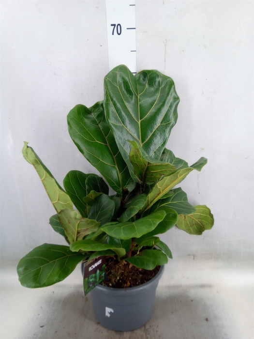 <h4>Ficus lyrata</h4>