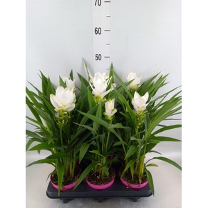Curcuma alism. 'Siam Sisto'