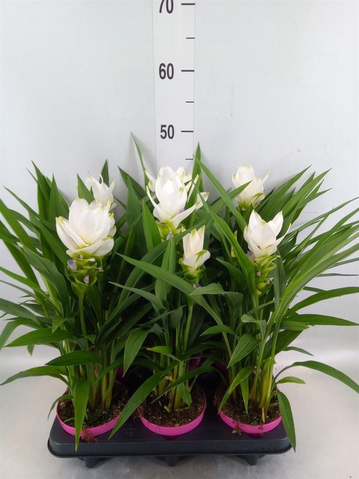 <h4>Curcuma alism. 'Siam Sisto'</h4>