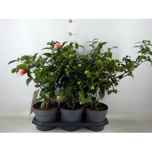 Camellia   ...