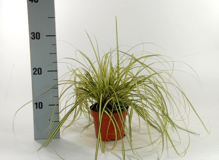 <h4>Carex hachijoensis Evergold</h4>
