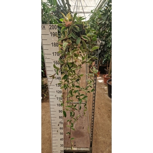 Hoya Krimson Queen