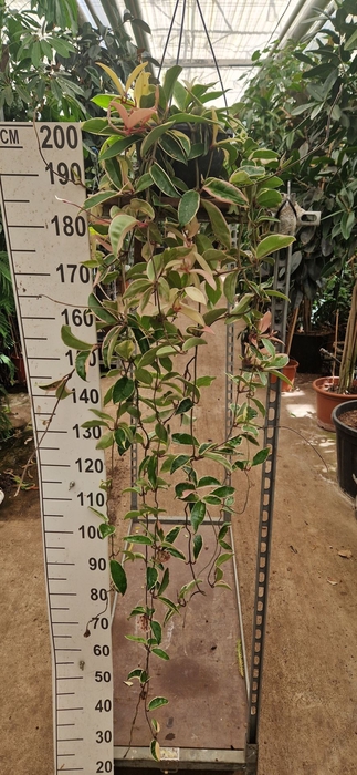 <h4>Hoya Krimson Queen</h4>