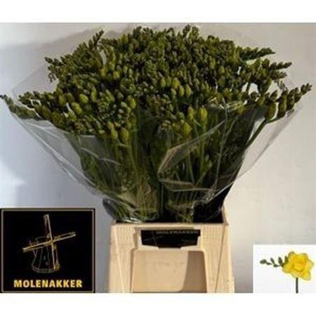 <h4>Fr Du Boulevard 25gr</h4>