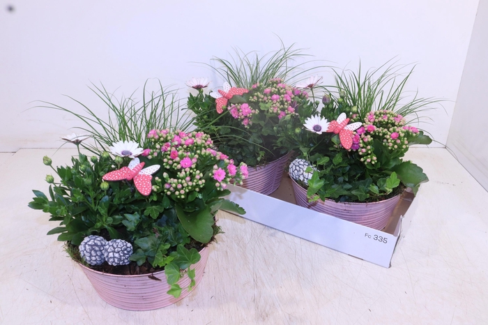 <h4>ARR TUINPLANTEN</h4>