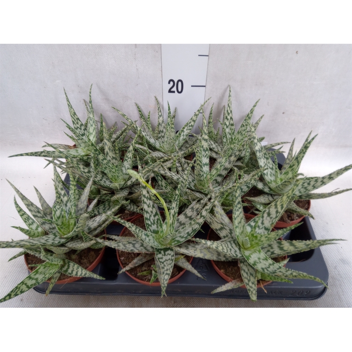 <h4>Aloe variegata 'Tribal'</h4>