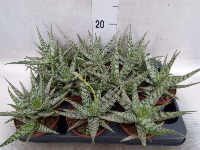 Aloe variegata 'Tribal'