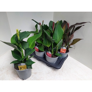 CANNA CANNOVA GEM