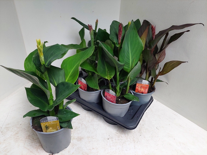 <h4>CANNA CANNOVA GEM</h4>