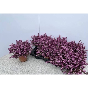 Erica Darleyensis Kramers Rote 13Ø 17cm