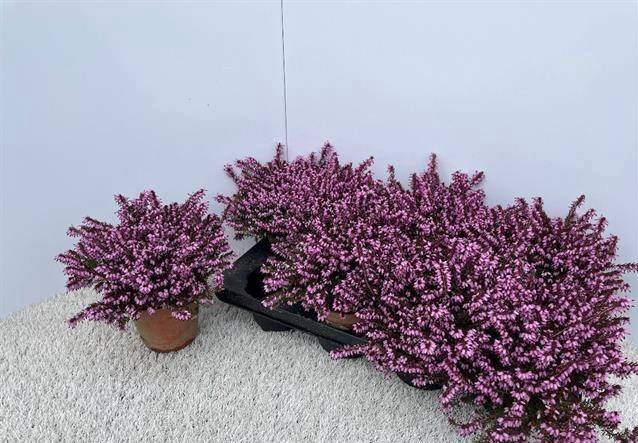 Erica Darleyensis Kramers Rote 13Ø 17cm