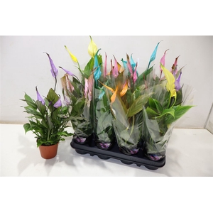 Spath Chopin Mixed Color