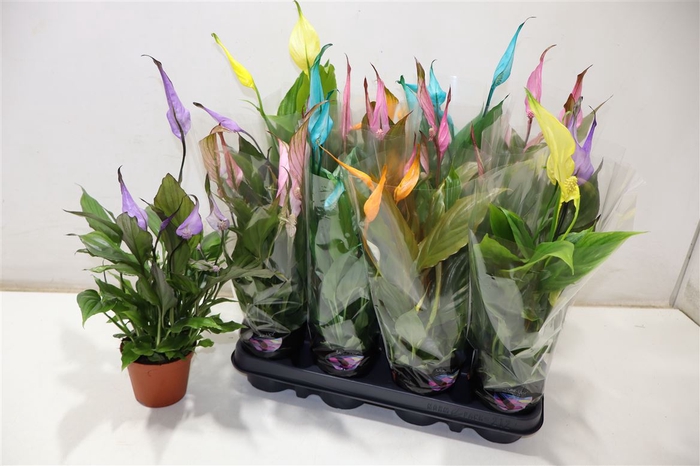 <h4>Spath Chopin Mixed Color</h4>