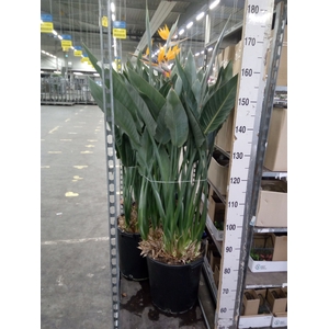 Strelitzia reg.