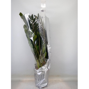 Zamioculcas zamiifolia 'Super Nova'