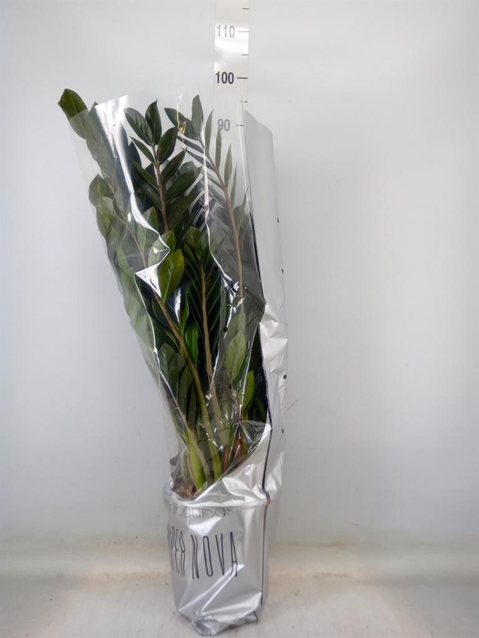 <h4>Zamioculcas zamiifolia 'Super Nova'</h4>