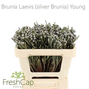 Brunia Leavis (silver Brunia) Young