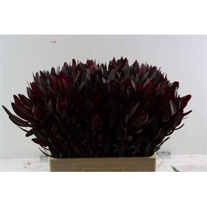 Leucad Safari Sunset Spray 60cm