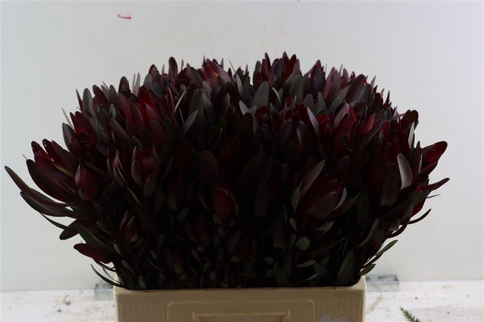 <h4>Leucad Safari Sunset Spray 60cm</h4>