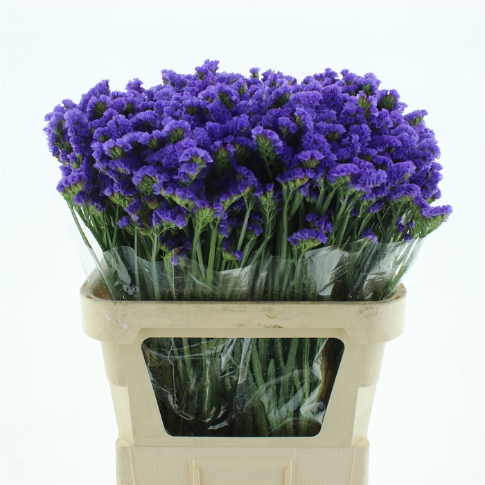 <h4>Limonium St Blue Birds X50</h4>