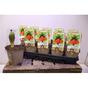 Fritillaria Ov Orange Red