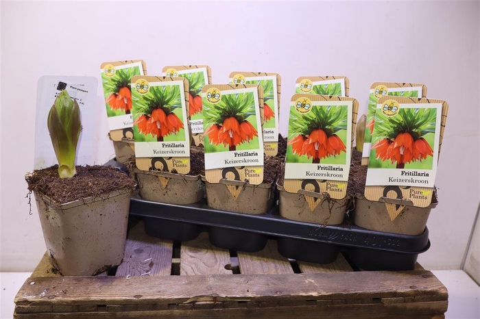 <h4>arr8 Fritillaria Ov Orange Red</h4>