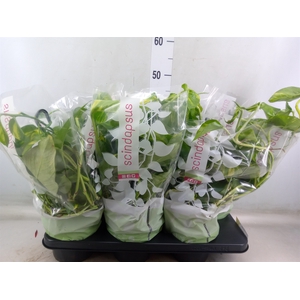 Epipremnum pinn.   HG
