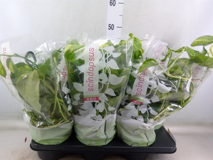 <h4>Epipremnum pinn.   HG</h4>