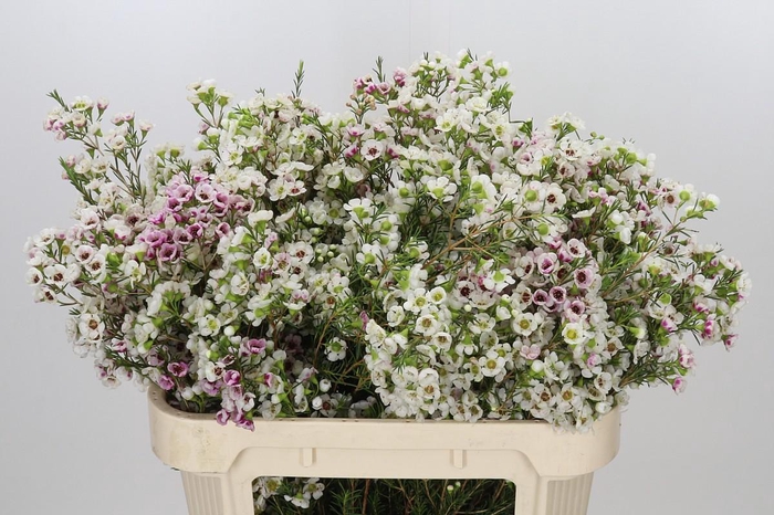 Chamelaucium Janelle