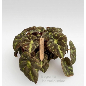 Begonia