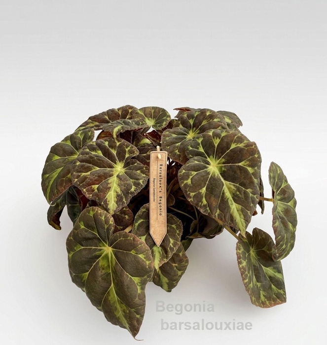 <h4>Begonia</h4>