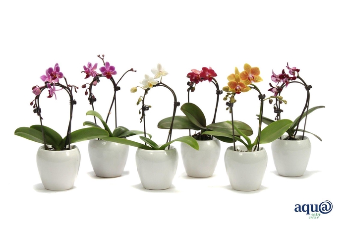 <h4>Lisa White Tiny Dolls Cascade Mix 1T7+ Aqu@</h4>