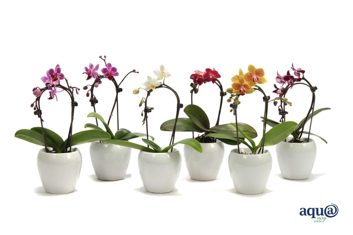 <h4>Lisa White Tiny Dolls Cascade Mix 1T7+ Aqu@</h4>