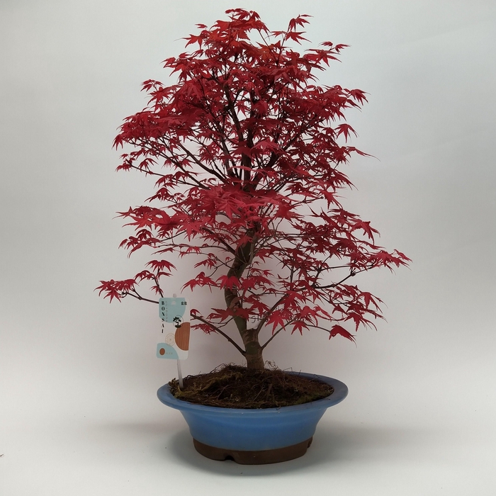 <h4>Acer Deshojo Bonsai 'E33' 26 cm (herkomst: Japan)</h4>