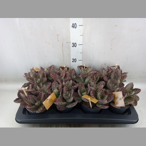 Kalanchoe humilis 'Surpris Desert'