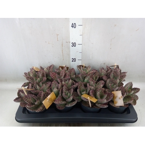 Kalanchoe humilis 'Surpris Desert'
