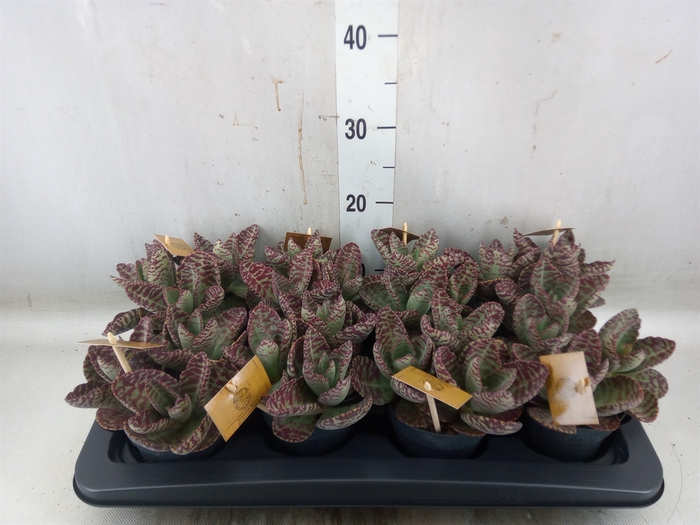 <h4>Kalanchoe humilis 'Surpris Desert'</h4>