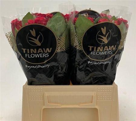 <h4>R Gr Tacazzi</h4>